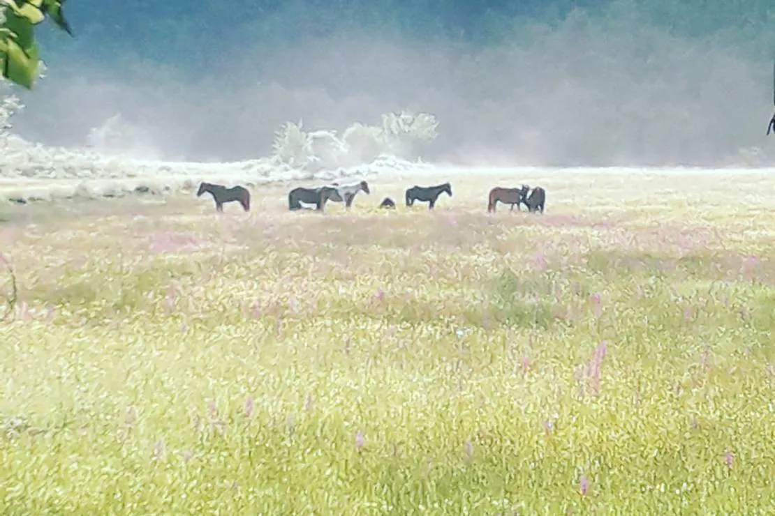 camping-farm-shelegur-leskovik-m52w0
