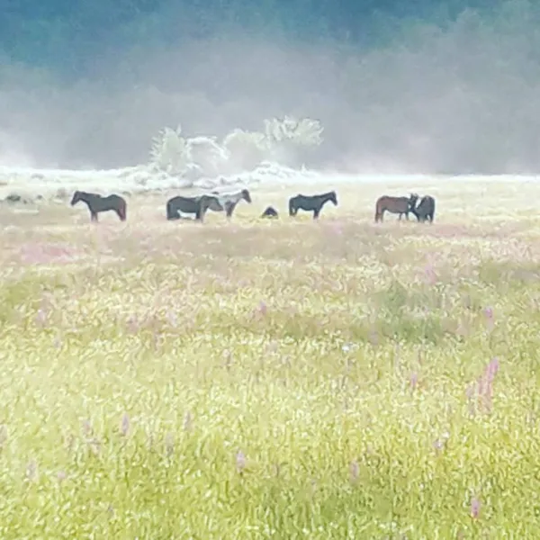 camping-farm-shelegur-leskovik-m52w0