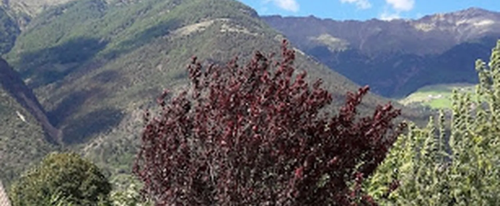 Goldrain