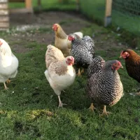 minicamping-de-appelboom-zieuwent-eio9l