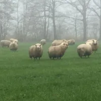 minicamping-de-appelboom-zieuwent-jtihj