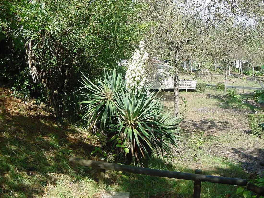 residence-des-pins-bidart-djis3