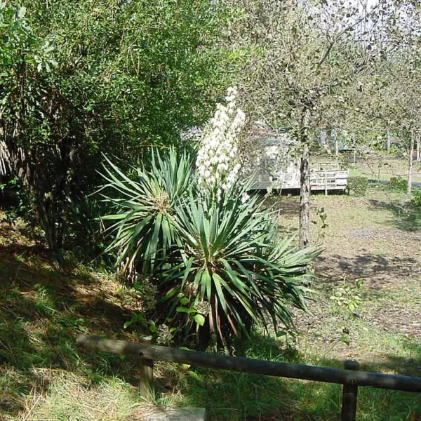Residence des Pins