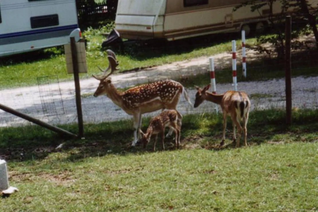 campingplatz-sonnenhof-ellwangen-pfahlheim-qmmxf