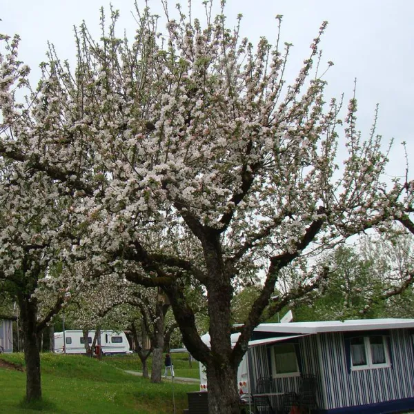 camping-paul-walther-rottenburg-pozcv