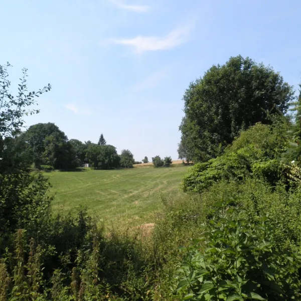 bambi-rott-extertal-teuroburgerwoud-en14r