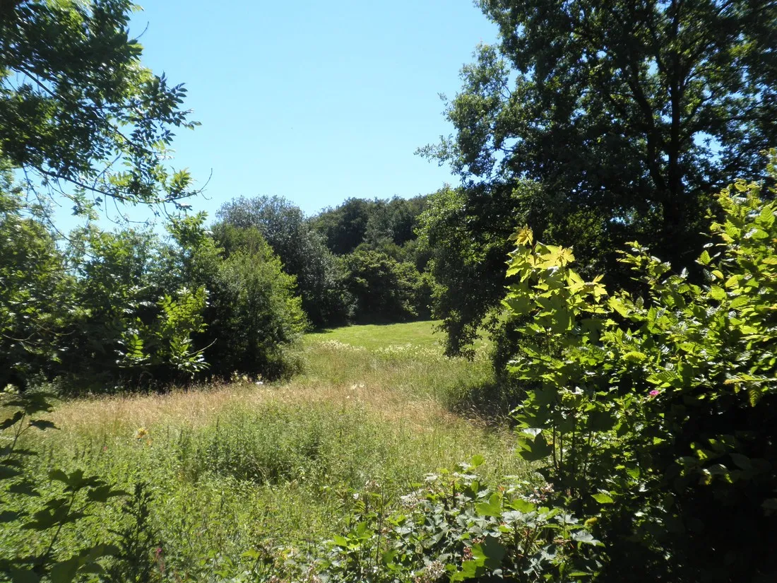 bambi-rott-extertal-teuroburgerwoud-sgsy3