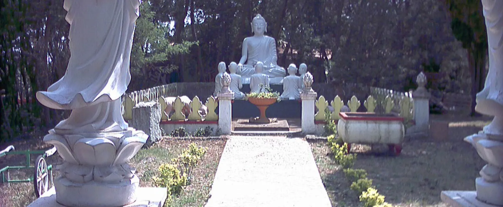 Les Acacias