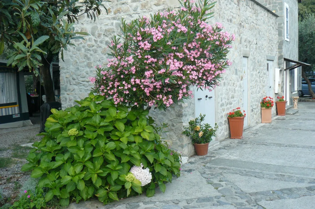 campeggio-degli-ulivi-deiva-marina-ol9ru