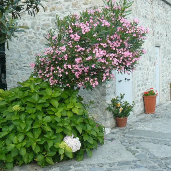 campeggio-degli-ulivi-deiva-marina-ol9ru