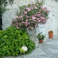 campeggio-degli-ulivi-deiva-marina-ol9ru