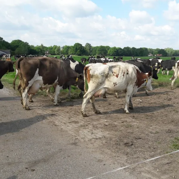 kampeerhoeve-bussloo-bussloo-7qvds