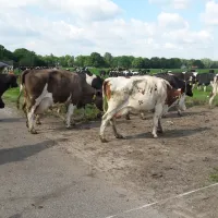 kampeerhoeve-bussloo-bussloo-7qvds