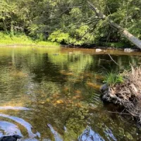 nickerson-park-campground-chaplin-1vzbv