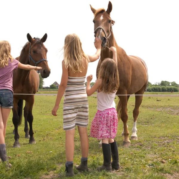 fleur-stables-oudesluis-t8ii7