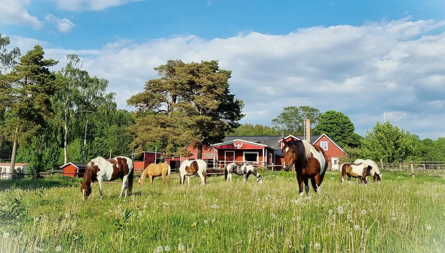 eddy-lou-ranch-asige-ruvny