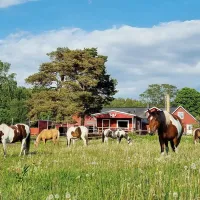 eddy-lou-ranch-asige-ruvny