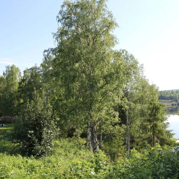 wanha-autti-camping-autti-n7lfd