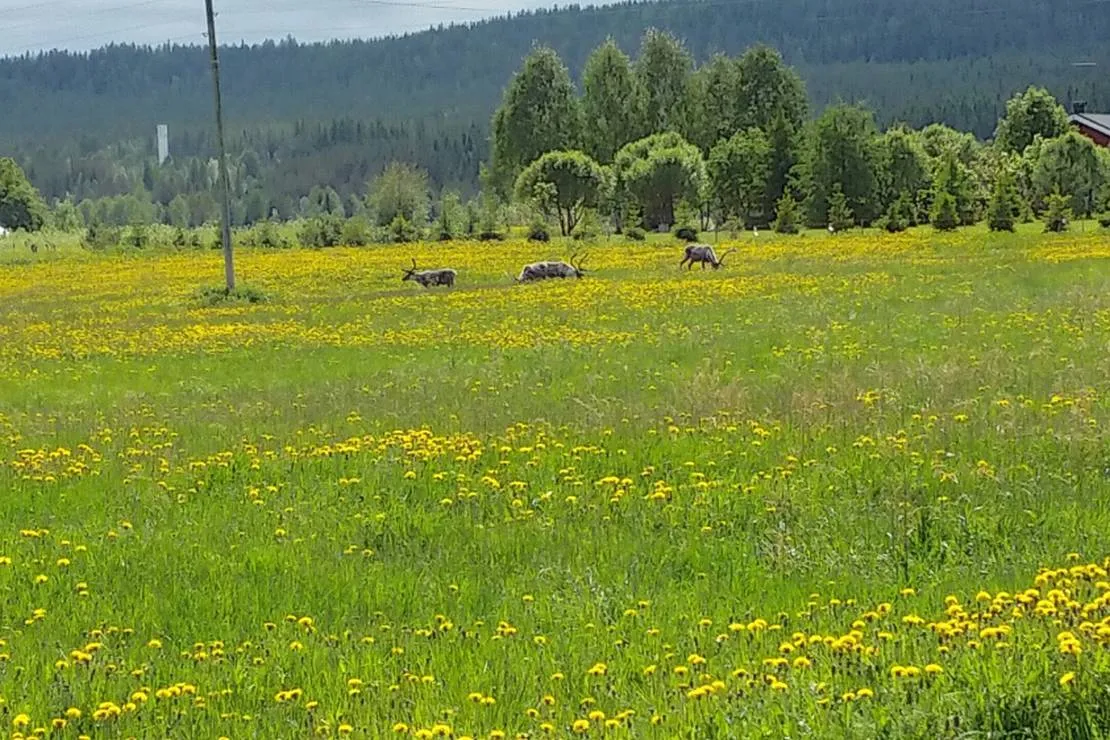 wanha-autti-camping-autti-pirfd