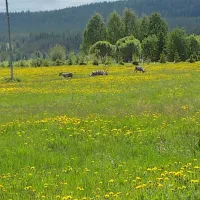 wanha-autti-camping-autti-pirfd
