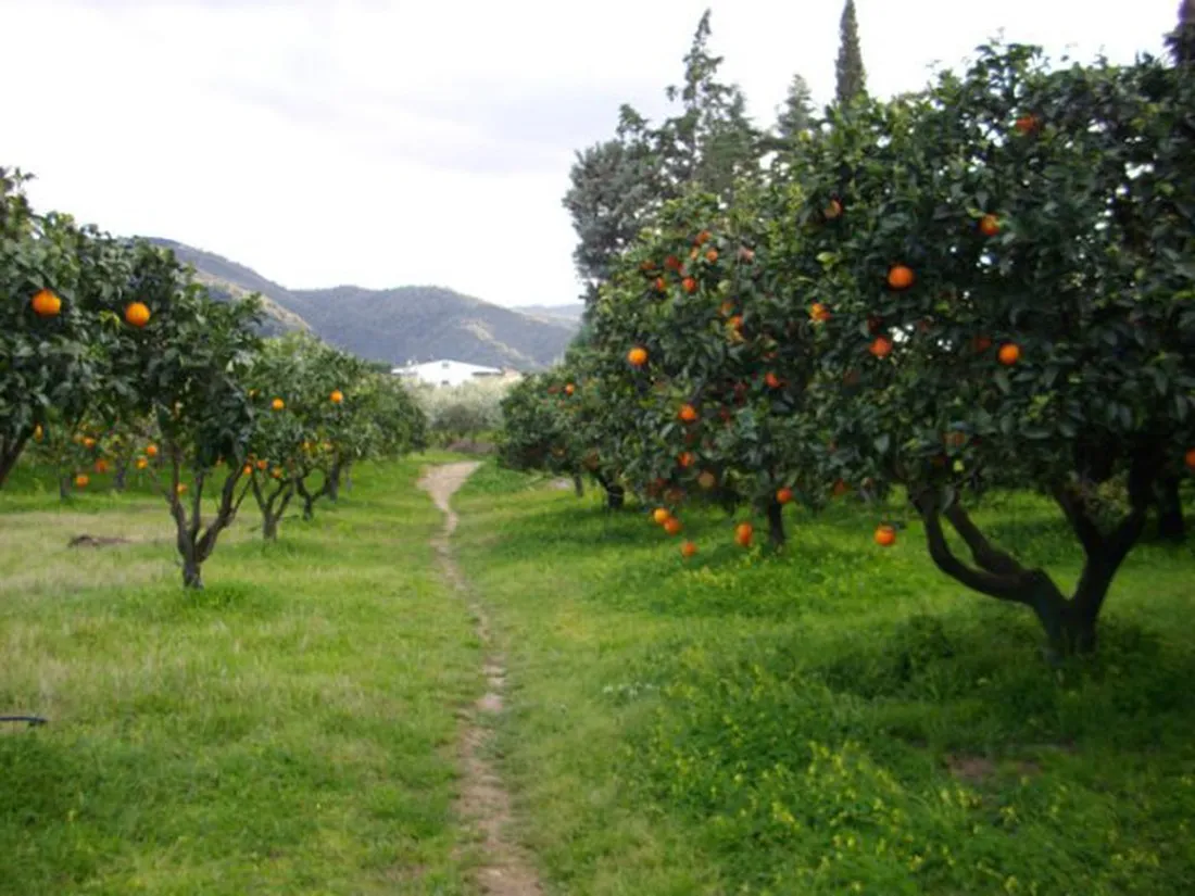 agricampegguio-salinella-rossano-enghy