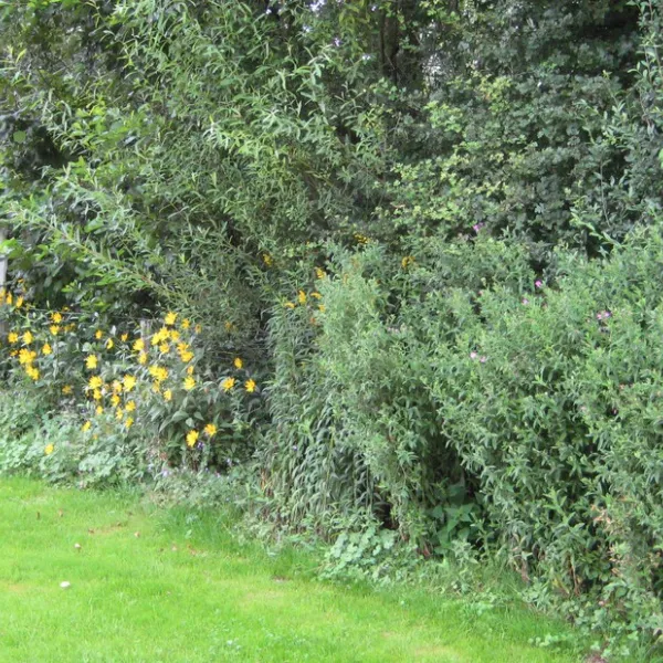tuinenburg-zaamslag-bhyzs