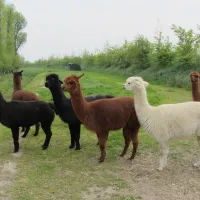 tuinenburg-zaamslag-gynos