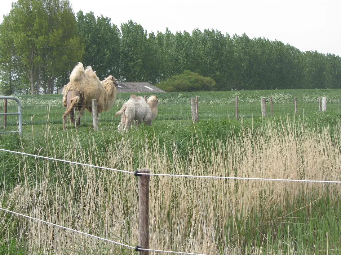 tuinenburg-zaamslag-uo3sv