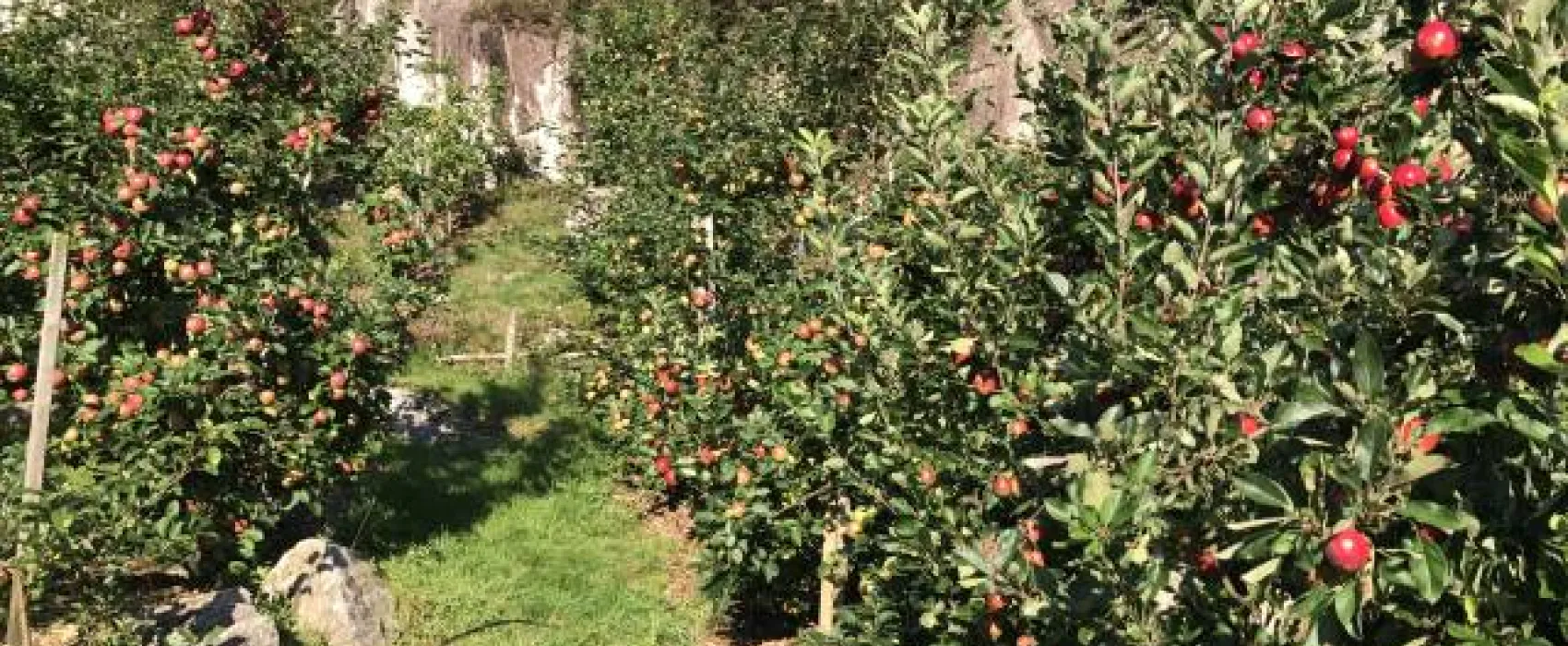 Fossmoen Frukt & Cider    