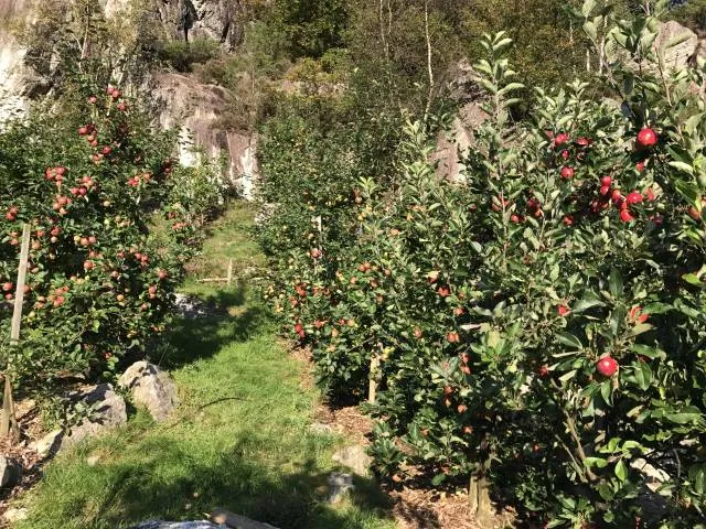 fossmoen-frukt-cider-bjerkreim-lxfnl
