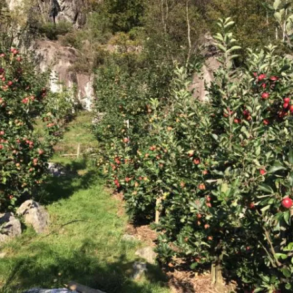 fossmoen-frukt-cider-bjerkreim-lxfnl