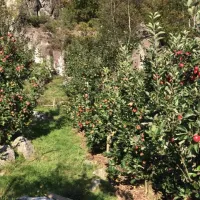 fossmoen-frukt-cider-bjerkreim-lxfnl
