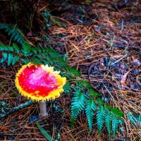 beauchamp-falls-reserve-campground-beech-forest-0lo4b