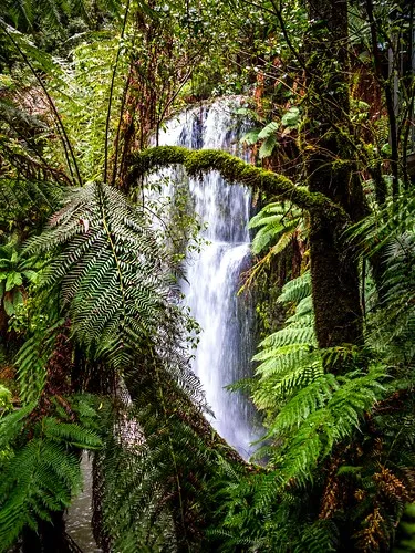 beauchamp-falls-reserve-campground-beech-forest-8xnzw