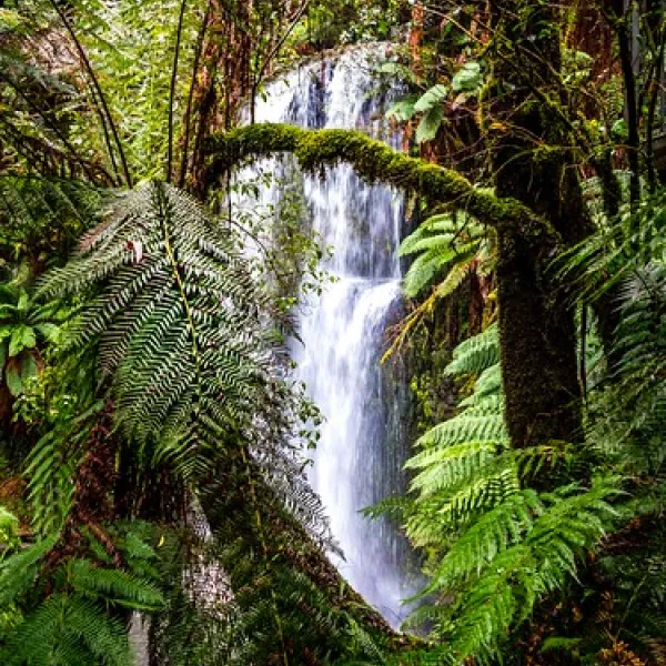 beauchamp-falls-reserve-campground-beech-forest-8xnzw
