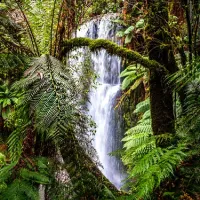beauchamp-falls-reserve-campground-beech-forest-8xnzw