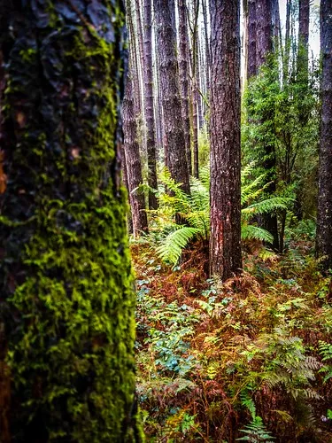 beauchamp-falls-reserve-campground-beech-forest-9ddvz