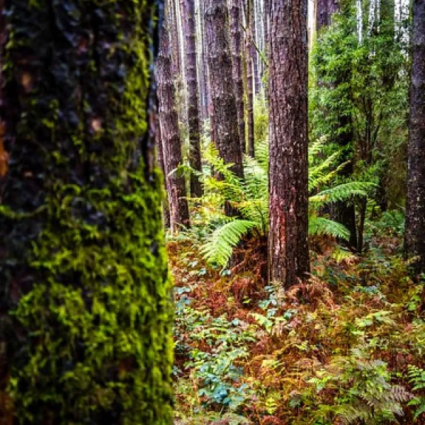 Beauchamp Falls Reserve Campground