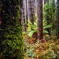 Beauchamp Falls Reserve Campground