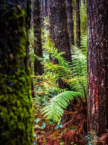 beauchamp-falls-reserve-campground-beech-forest-cbkm9
