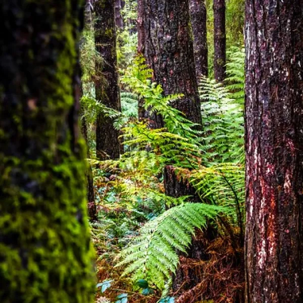 beauchamp-falls-reserve-campground-beech-forest-cbkm9