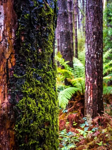 beauchamp-falls-reserve-campground-beech-forest-czywt