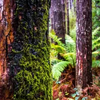 beauchamp-falls-reserve-campground-beech-forest-czywt