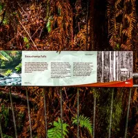 beauchamp-falls-reserve-campground-beech-forest-ipojs