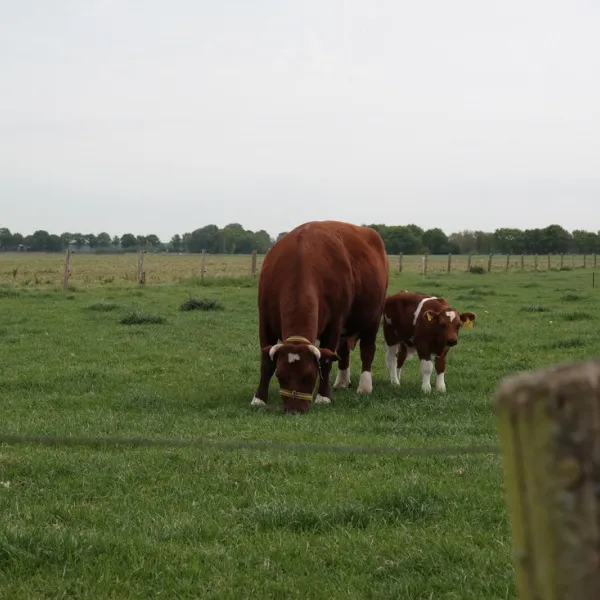 camping-hoeve-de-schaaf-heijen-jrs33