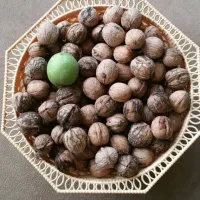 geges-jignita-vvsjb