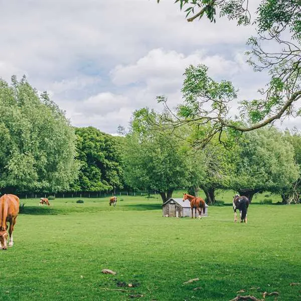hidcote-manor-farm-chipping-campden-t4xej