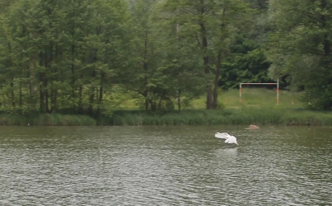 aux-cygnes-dopale-blangy-sur-bresle-ugqtr