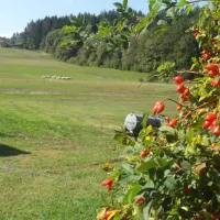 camping-a-la-ferme-aux-moineaux-dommartin-les-remiremont-kskor