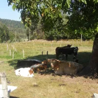 camping-a-la-ferme-aux-moineaux-dommartin-les-remiremont-styky